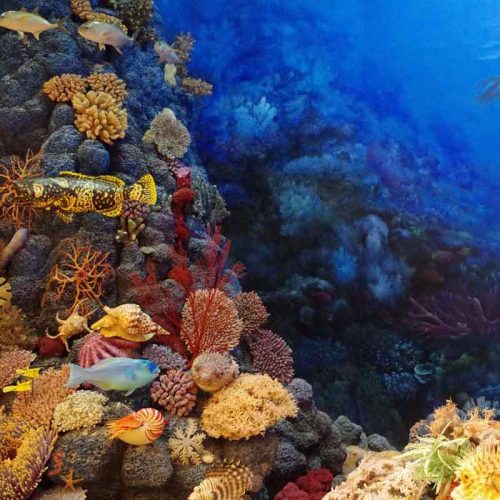 Blog_800x800_Cover_006_Koralli